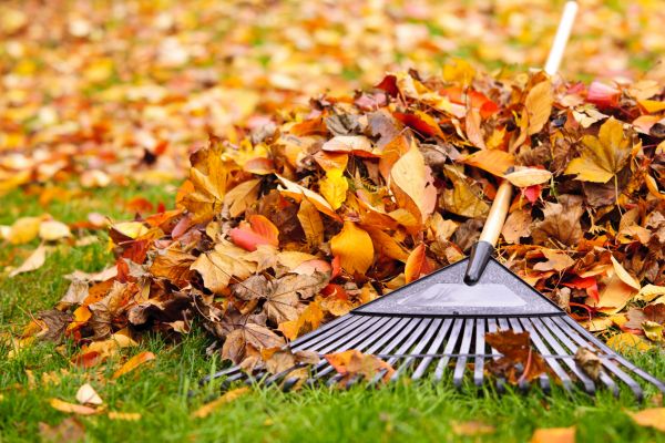 Cost of Leaves Removal in Antioch