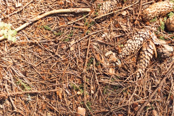 Cost of Pine Needles Removal in Antioch