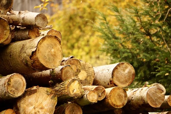 Wood Pile Removal in Antioch