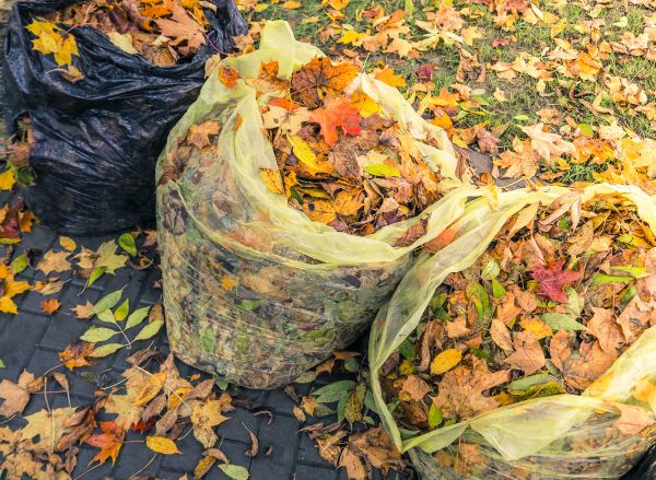 Yard Cleanup Service in Antioch