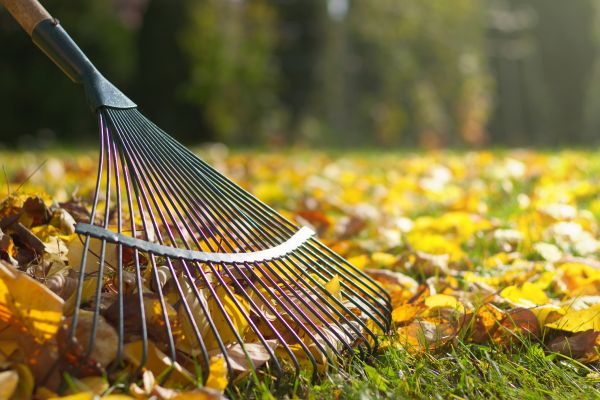 Leaf Raking Service in Antioch