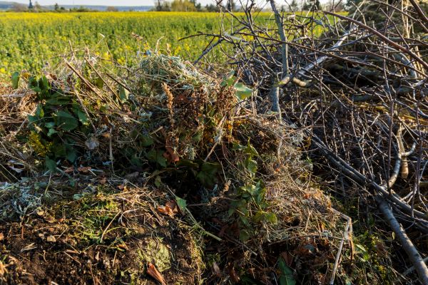 Brush Disposal in Antioch