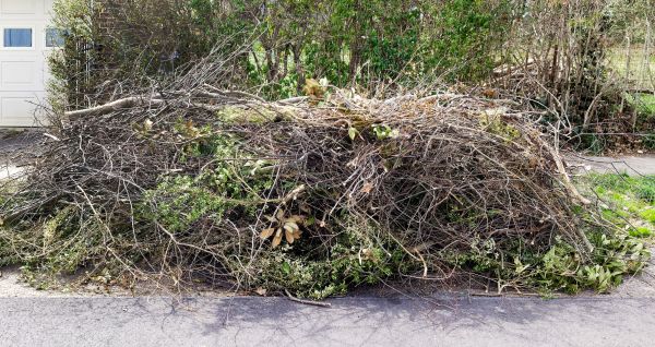 Tree Limb Cleanup in Antioch