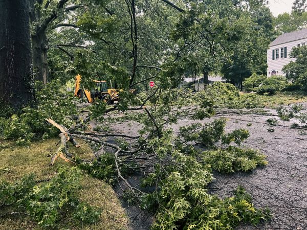 Tree Branch Disposal in Antioch