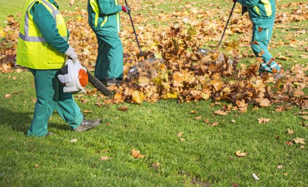 Cost of Leaf Maintenance in Antioch