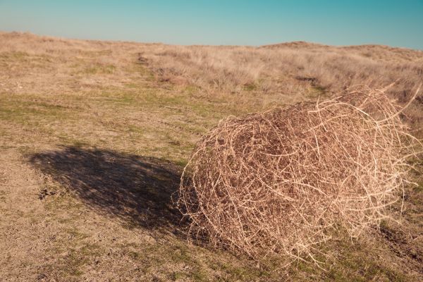 Cost of Tumbleweed Removal in Antioch