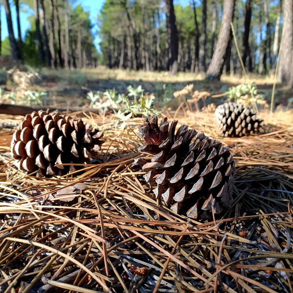 Cost of Pine Cone Removal in Antioch