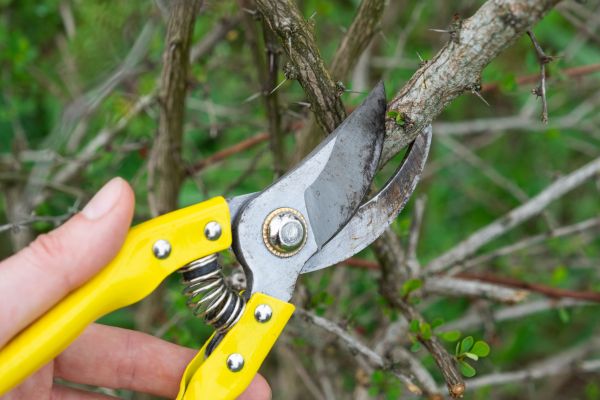 Limbs Removal in Antioch