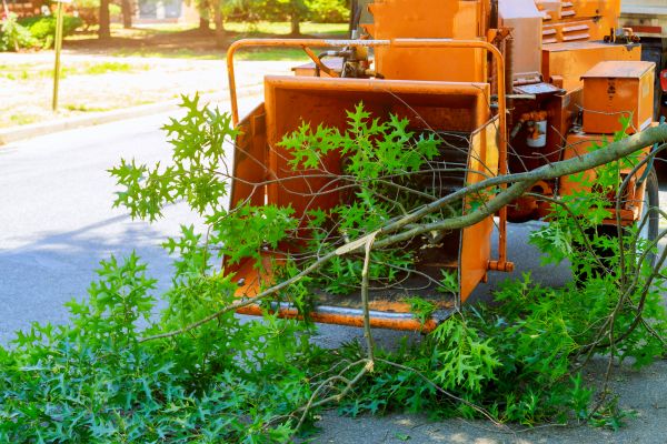 Tree Branches Removal in Antioch