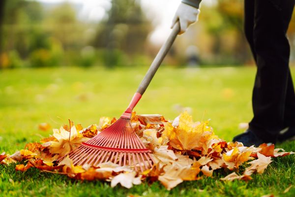 Cost of Ditch Leaf Removal in Antioch