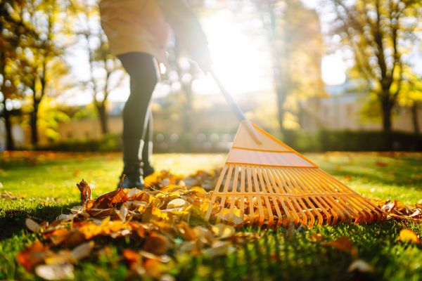 Leaves Raking in Antioch