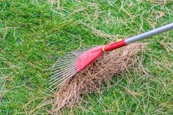 Yard Raking in Antioch