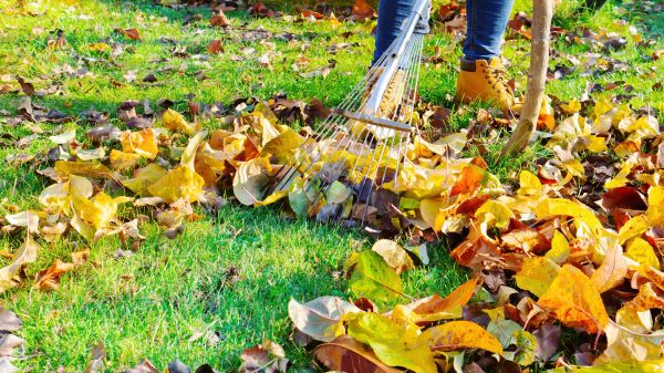 Lawn Cleanup Service in Antioch