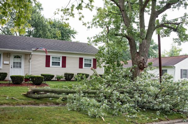 Fallen Branch Removal in Antioch