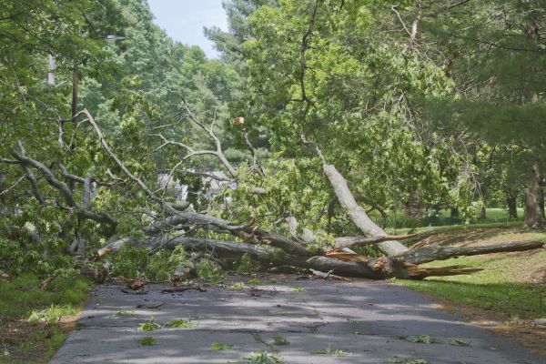 Tree Debris Removal in Antioch